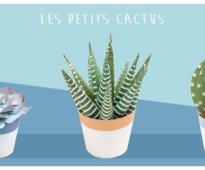 Les petits cactus