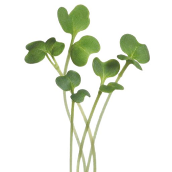 Buzzy Microgreens, Mizuna Green