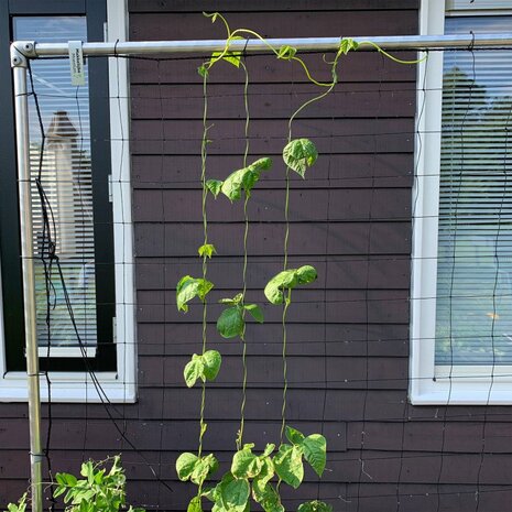 Klimrek voor moestuinbak