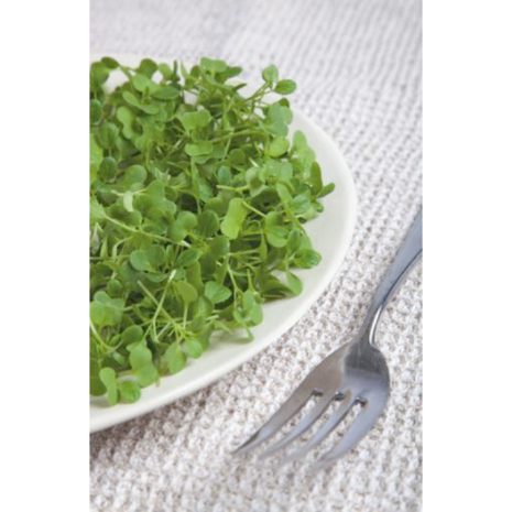 Buzzy Microgreens, Tatsoi