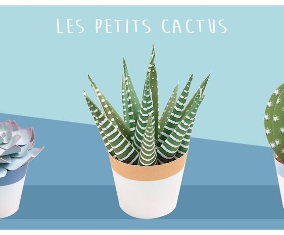 Kleine cactussen 