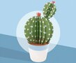 Les petits cactus