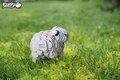 Eugy Boerderijdier Schaap