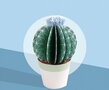 Kleine cactussen 